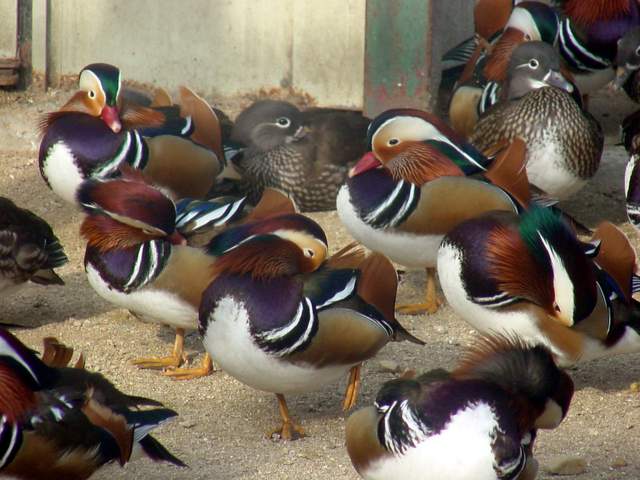Mandarin Ducks (Aix sponsa) | 원앙 무리 - 원앙이; Mandarin Duck; 원앙; 
