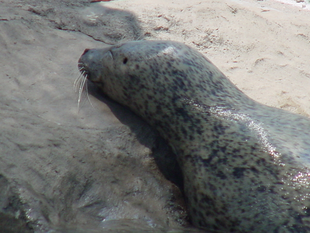 물범/참깨점박이바다표범(Harbor Seal)
