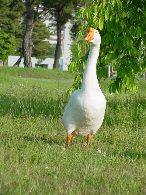 거위(Domestic Goose)
 - 거위; Anser cygnoides; Swan Goose; 중국거위; 