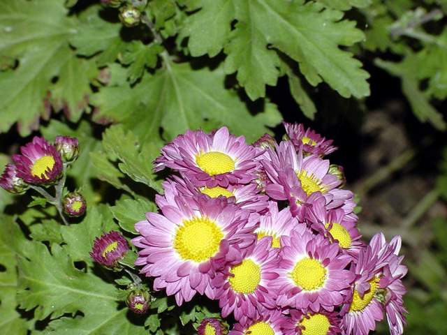 Chrysanthemum | 국화꽃 - 국화; 꽃; 