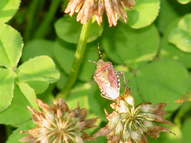 토끼풀과 노린재(방패벌레, shield bug)
 - 토끼풀; 꽃; 알락수염노린재; ; 