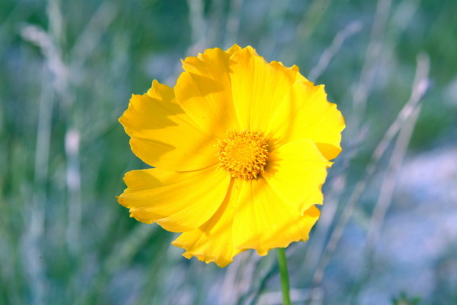 DSCF3081 - 금계국; 꽃; yellow flower; 