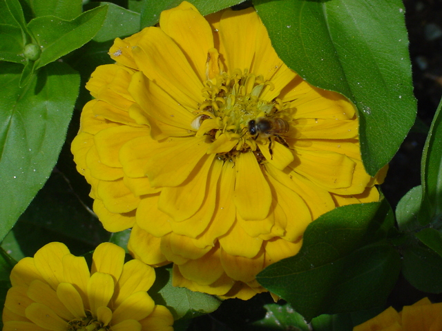 꽃과 꿀벌
 - 꽃; 꿀벌; 