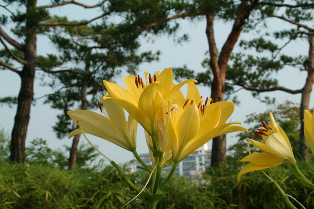 DSCF5987 - 나리꽃; 꽃; 