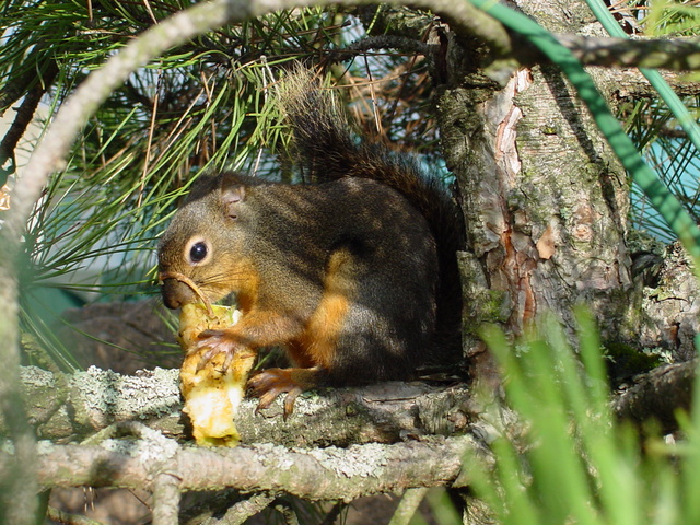 Red Squirrel
