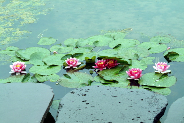 DSCF5201 - 꽃; 연꽃; 연못; 동굴까페; 수련; 