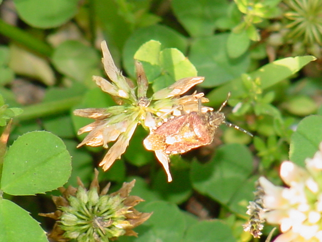 토끼풀과 노린재(방패벌레, shield bug)
