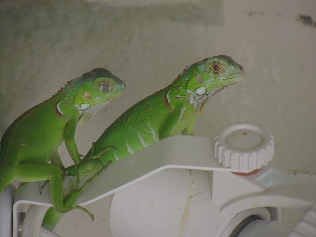 이구아나(Green Iguana juveniles)
