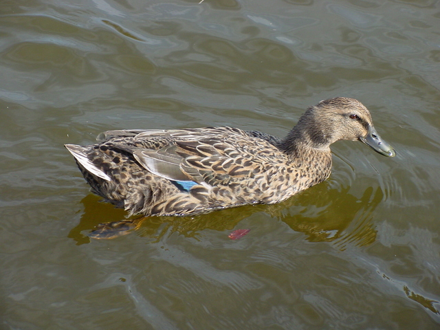 청둥오리(mallard duck) 암컷
