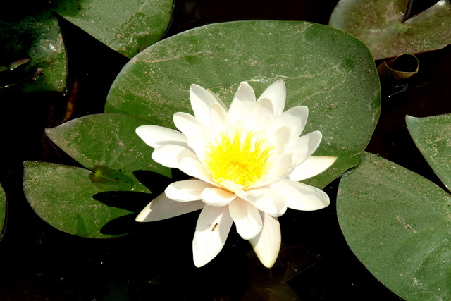 DSCF2996 - 연잎; 연꽃; 꽃; lotus flower; 수련; 흰색 꽃; 