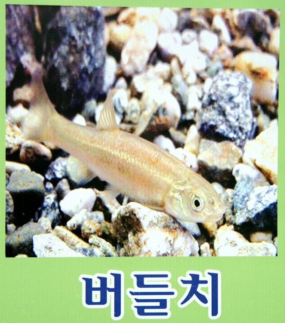 DSCF3366 - 민물고기; 버들치; Phoxinus oxycephalus; 