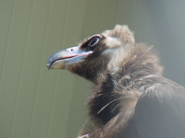 독수리(Cinereous Vulture) - 독수리; Cinereous Vulture; 