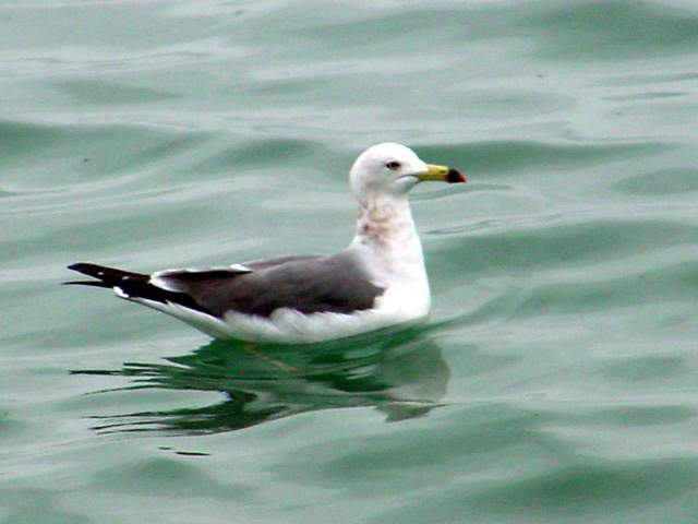 Black-tailed Gull | 괭이갈매기 (Larus crassirostris) - 괭이갈매기; Larus crassirostris; black-tailed gull; 