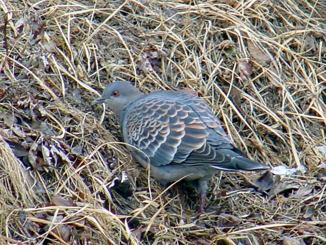 Rufous Turtle Dove | 멧비둘기 - 멧비둘기; Streptopelia orientalis; 비둘기목; 비둘기과; 