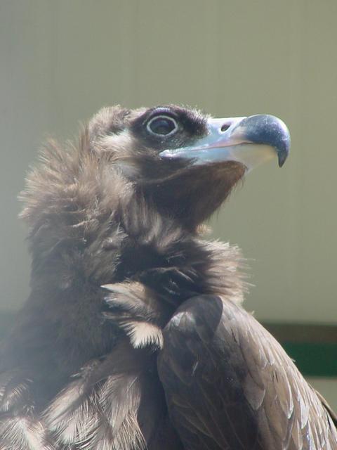 독수리(Cinereous Vulture)