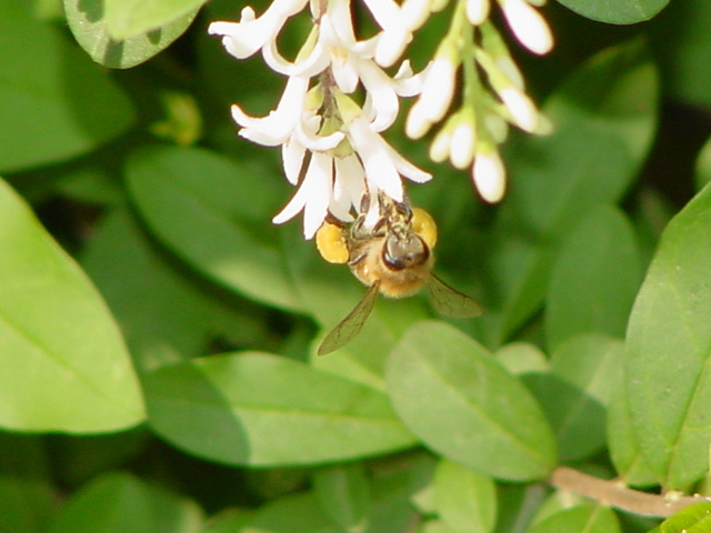 꽃과 꿀벌
