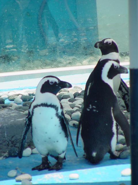 아프리카재카스펭귄(African Jackas Penguins)
