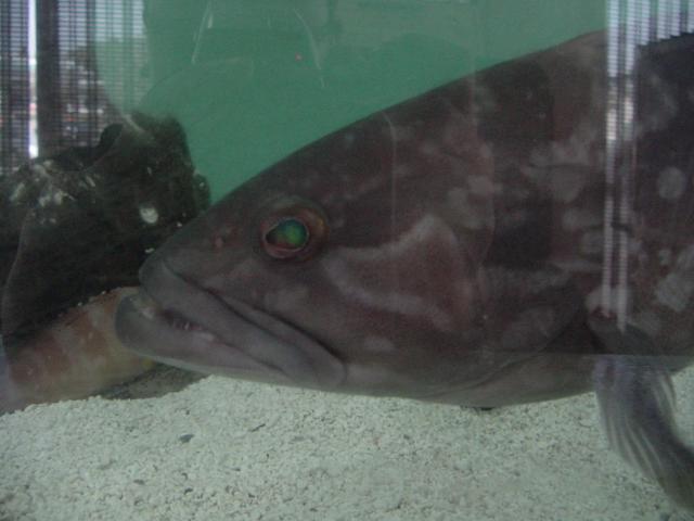자바리(<i>Epinephelus moara</i>, Kelp Bass)
 - 자바리; Epinephelus moara; Kelp Bass; 