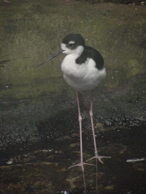 Black-winged Stilt (장다리물떼새)
 - 장다리물떼새; black-winged stilt; 