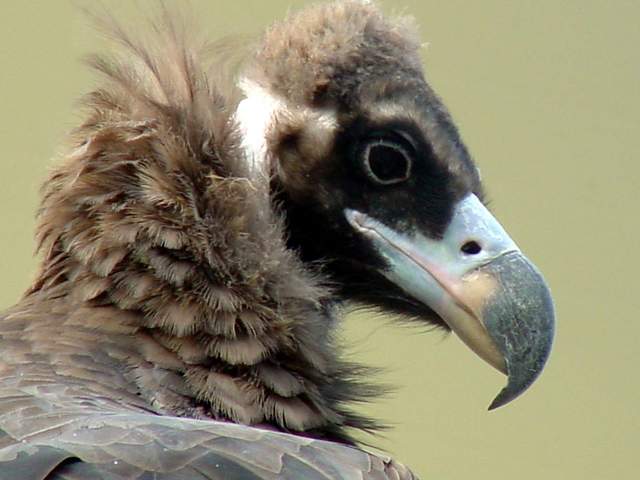 Eurasian black vulture (Cinereous vulture) | 독수리 - Aegypius monachus; 독수리; Cinereous Vulture; 