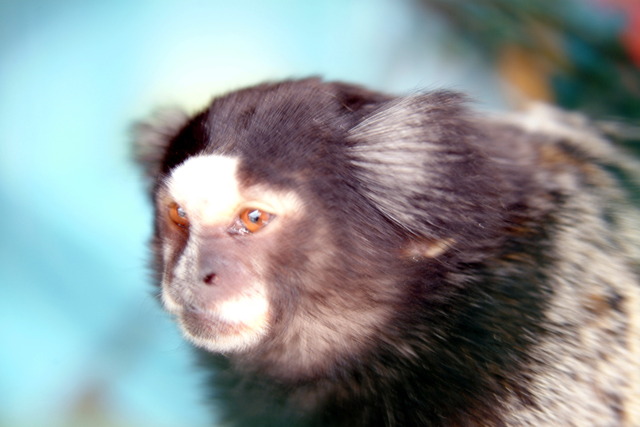 DSCF3334 - 마모셋원숭이; Common Marmoset; Callithrix jacchus; 원숭이; 