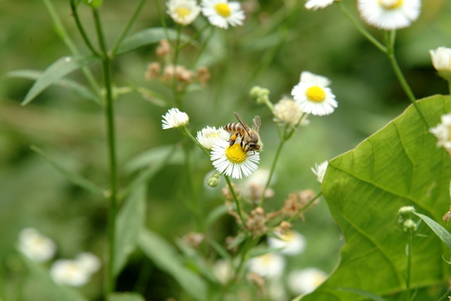 DSCF6534 - 꽃; 개망초; 꿀벌; 