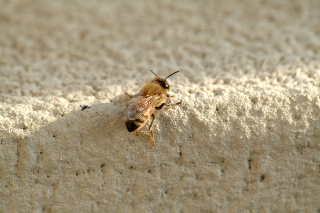 DSCF5054 - 꿀벌; 