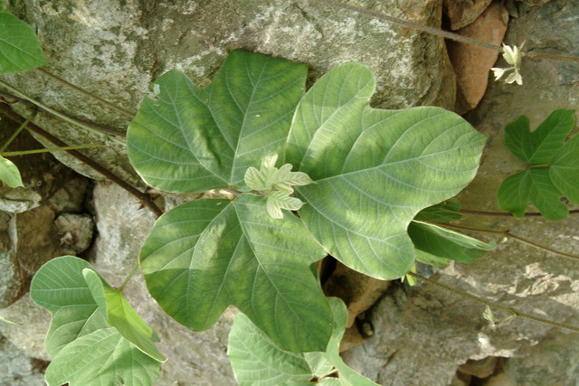 DSCF6456 - 칡; 잎; Pueraria montana var. lobata; 콩목; 콩과; 칡 잎; 