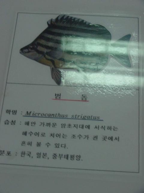 범돔(<i>Microcanthus strigatus</i> (Cuvier), Stripey, Footballer)
