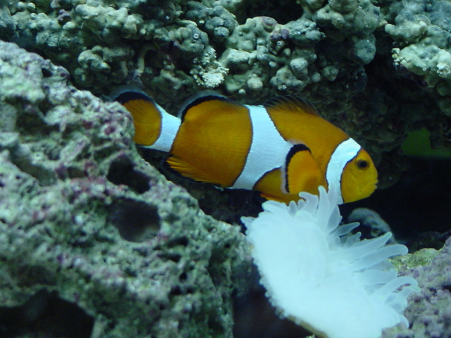 Anemone Fish
 - anemonefish; 