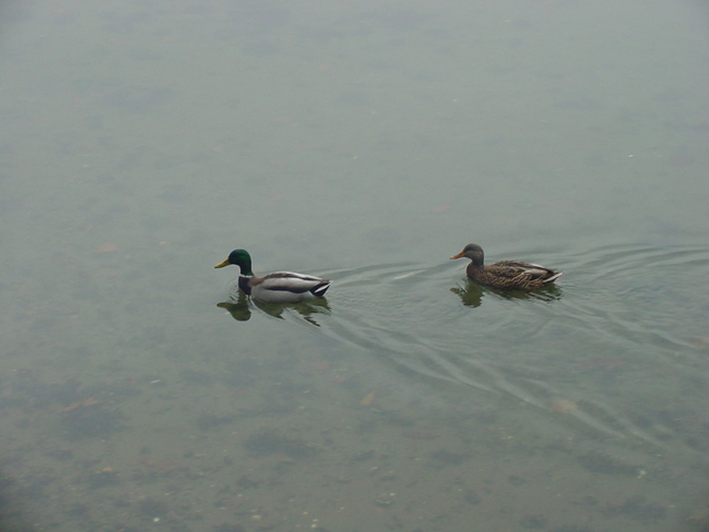 Mallard Ducks
 - mallards; 