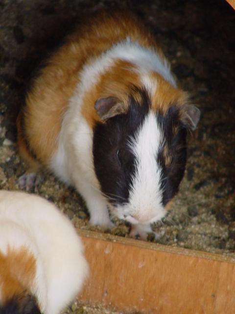 기니아피그(Guinea Pig)