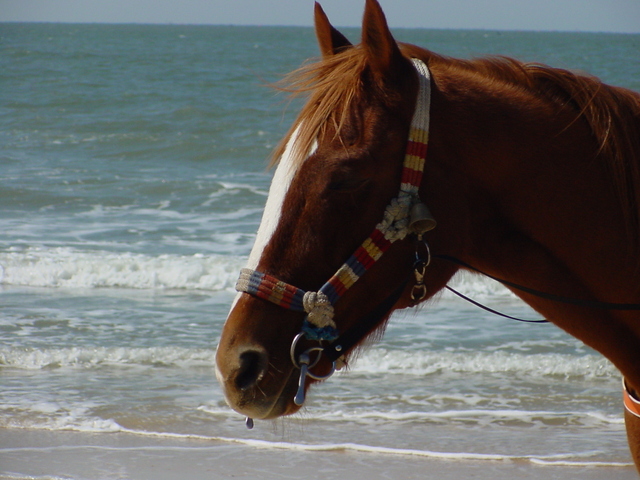 해변의 말
 - 대천해수욕장; 말; horse; 