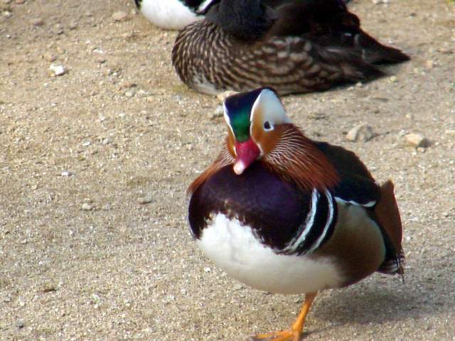 Mandarin Ducks (Aix sponsa) | 원앙 무리