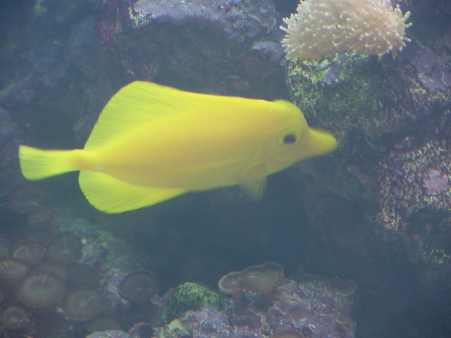 Yellow Tang (노란탱)
 - yellow tang; 