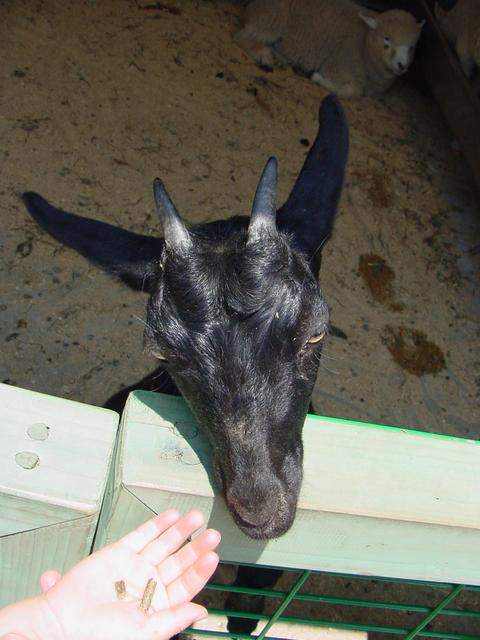 흑염소(Black goat)
