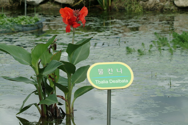 DSCF7190 - 꽃; 물칸나; Thalia dealbata; Powdery thalia; Hardy canna; 