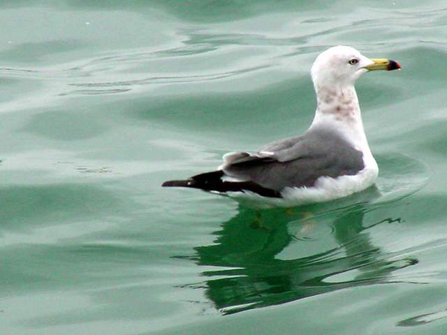 Black-tailed Gull | 괭이갈매기 (Larus crassirostris) - 괭이갈매기; Larus crassirostris; black-tailed gull; 
