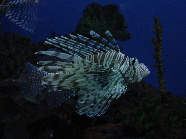 Lionfish (쏠베감펭)
