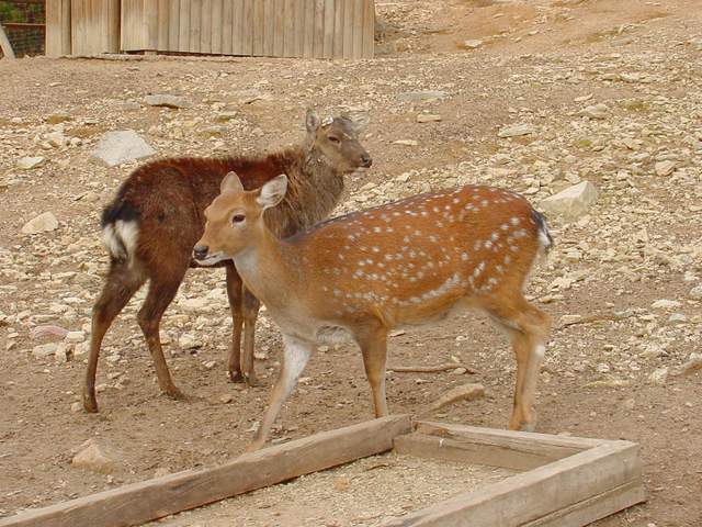 Manchurian Sika Deer (Korean Subspecies) | 대륙사슴