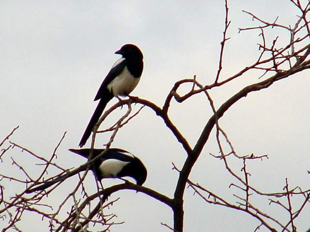Black-billed Magpie | 나무위의 까치