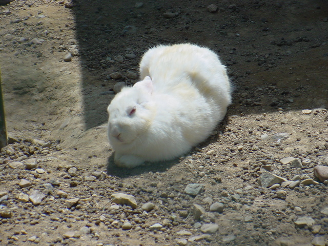 토끼(Domestic Rabbit)
 - 토끼; rabbit; 