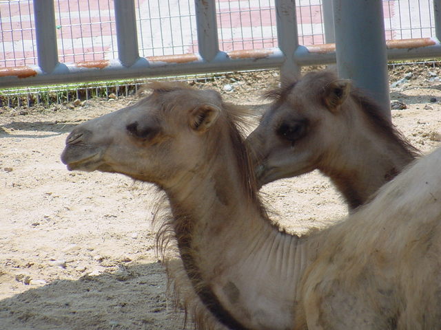 쌍봉낙타(Bactrian Camels) - 낙타; 쌍봉낙타; Bactrian camel; 