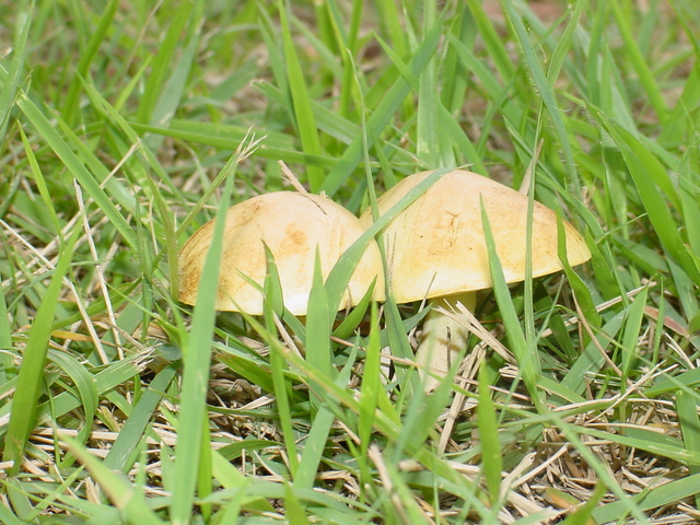 잔디밭의 노란색 버섯
 - 버섯; mushroom; 풍경; 