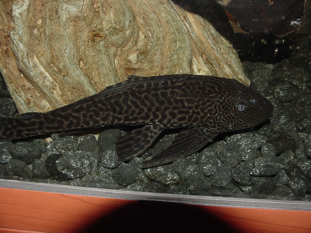 열대어
 - Suckermouth Catfish; Hypostomus plecostomus; 