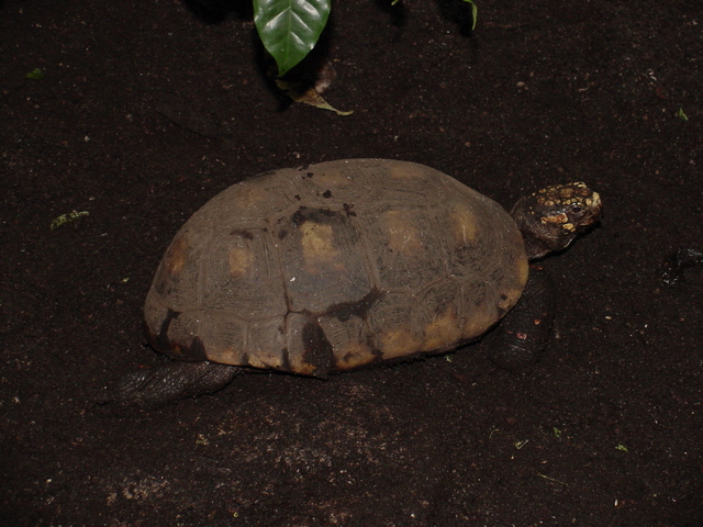 DSC00086 - tortoise; 