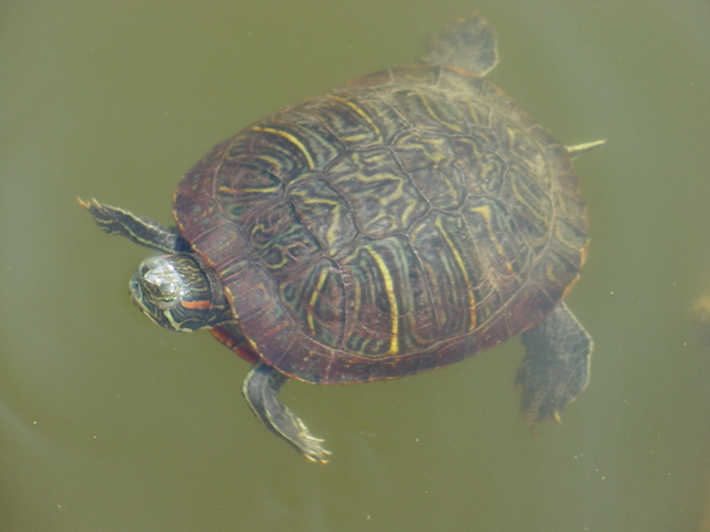 청거북(Red-eared slider turtle)
