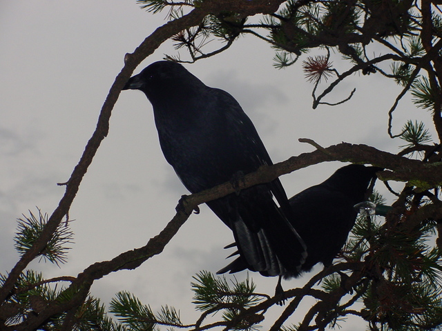 Common Raven
