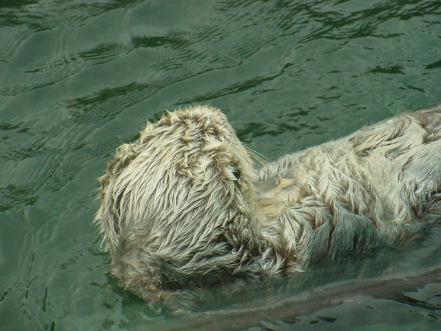 Sea Otter - Enhydra lutris; sea otter; Sea Otter; Enhydra lutris; 