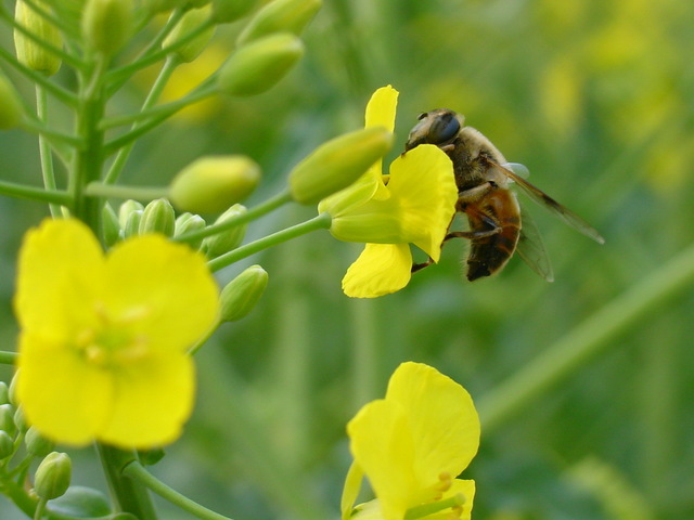 꽃과 꿀벌 - 꿀벌; 유채꽃; 